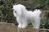 BICHON BOLONAIS 005